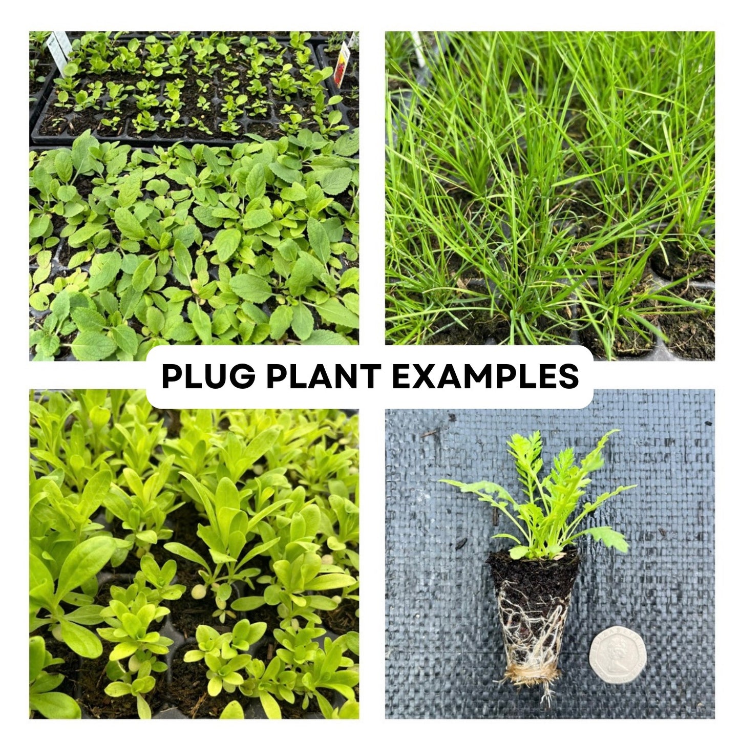 Briza Media Ornamental Grass Plug Plant Common Quaking Oat Grass