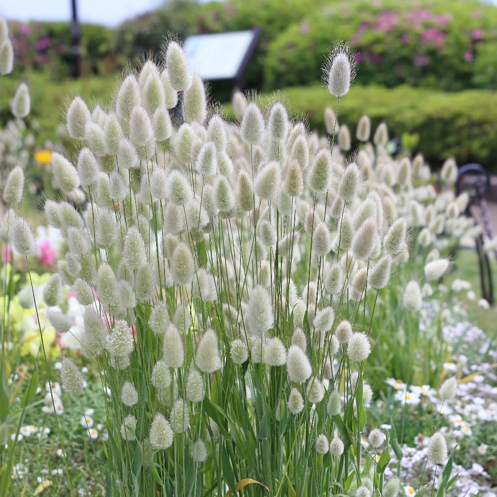 Bunny Tails Hares Tails Ornamental Grass Plug Plants Lagurus Ovatus