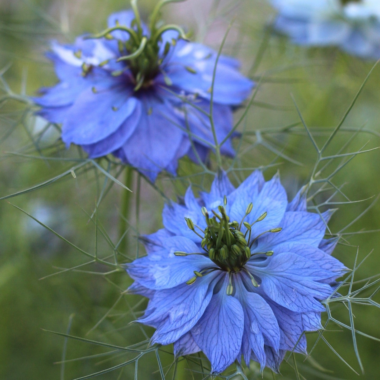 Love in A Mist ‘Miss Jekyll’, Indigo Blue, Nigella Damascena, Plug Plants, Bee and Wildlife Friendly, Cottage Garden Cut Flowers