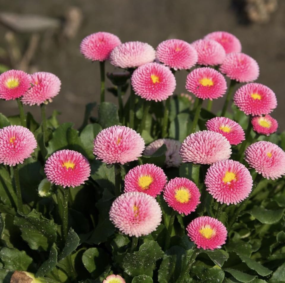 Bellis Perennis, Pomponette Pink, English Daisy, Plug Plants, Wildlife Friendly, Cottage Garden, Cut Flowers