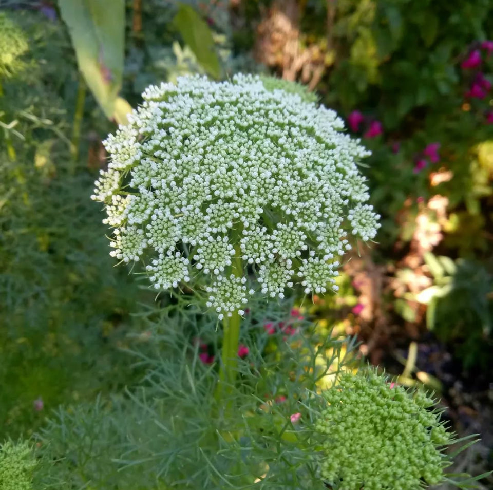 Ammi Visagna, White Plug Plants, Wildlife Friendly, Cottage Garden, Cut Flowers