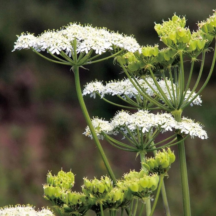 Anise Herb, White, Plug Plants, Bee and Wildlife Friendly, Cottage Garden Cut Flowers