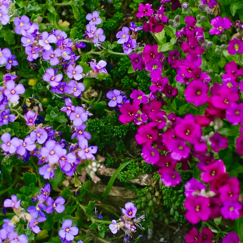 Aubretia Mix, Pink, Blue, Purple, Plug Plants, Wildlife Friendly, Cottage Garden