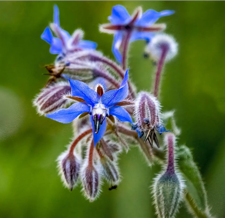 Borage, Plug Plants, Blue, Wildlife Friendly, Cottage Garden Cut Flowers
