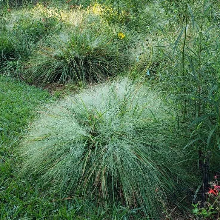 Eragrostis Elegans, Love Grass, Ornamental Grass, Plug Plant, Cottage Garden