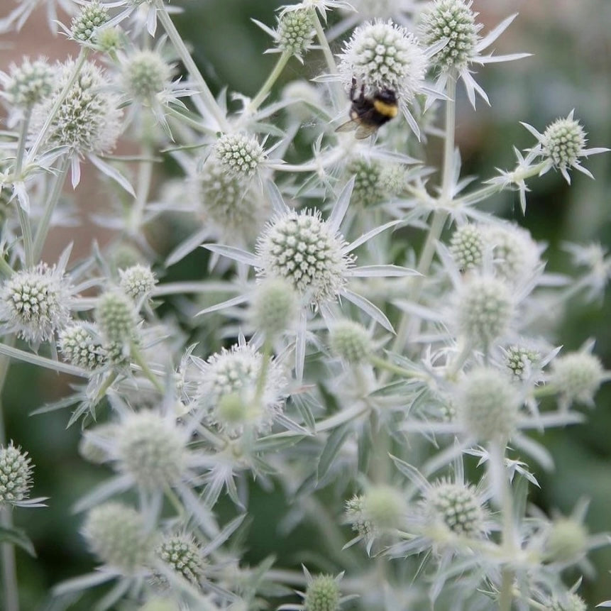 Eryngium Silver, Sea Holly, Plug Plants, Bee and Wildlife Friendly, Cottage Garden, Cut Flowers