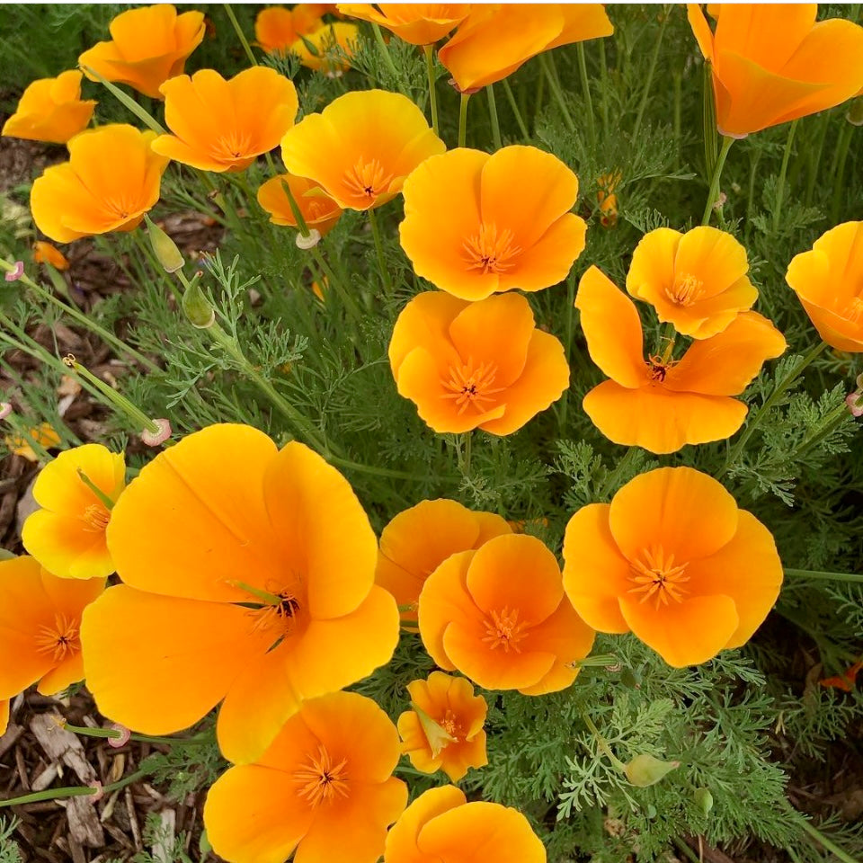 Californian Poppy, Eschscholzia Golden, Orange Plug Plants, Wildlife Friendly, Cottage Garden