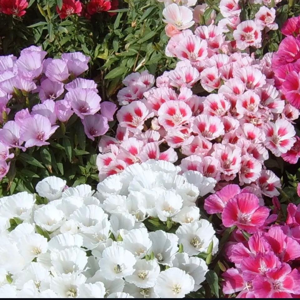 Godetia Mix, Plug Plants, Pink, White, Wildlife Friendly, Cottage Garden, Cut Flowers