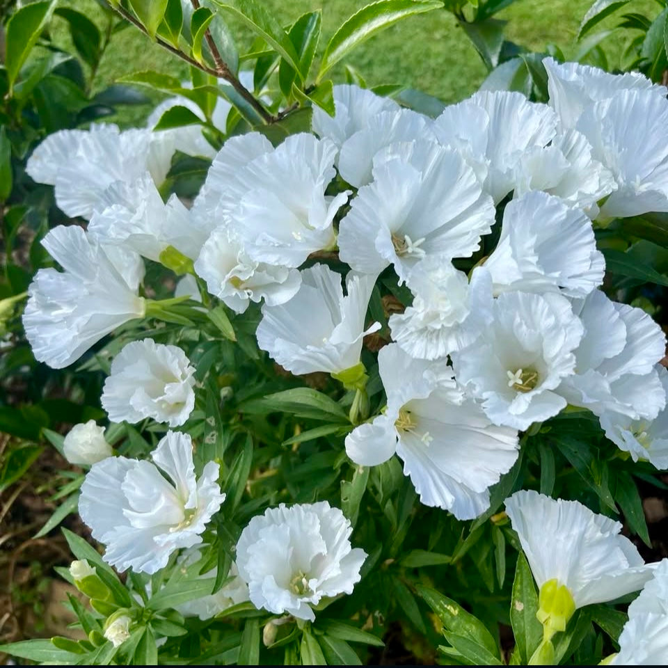 Godetia Albany, White, Plug Plants, Wildlife Friendly, Cottage Garden