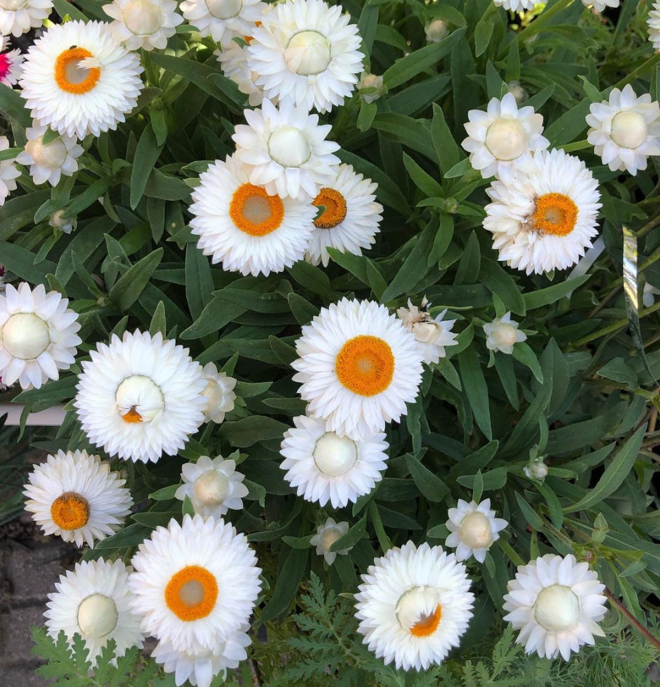 Helichrysum Strawflower White, Plug Plants, Cottage Garden, Cut Flower