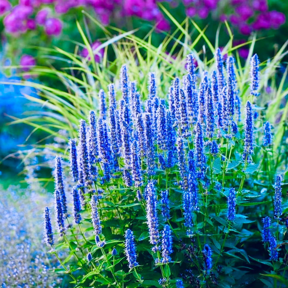 Hyssop Blue, Plug Plant, Cottage Garden, Cut Flowers, Wildlife Friendly