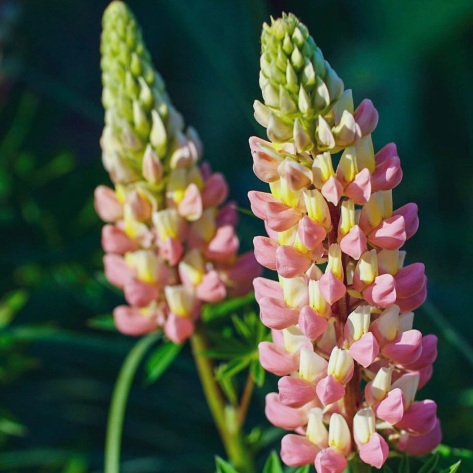 Lupin The Chatelaine, Pink, Plug Plant, Cottage Garden, Cut Flowers, Wildlife Friendly