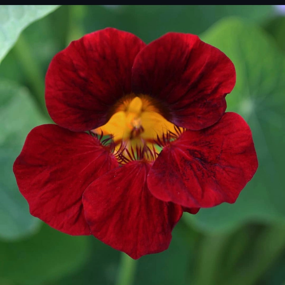 Nasturtium Black Velvet, Tropaeolum majus, Plug Plants, Mahogany Brown Red, Bee and Wildlife Friendly, Cottage Garden Flowers