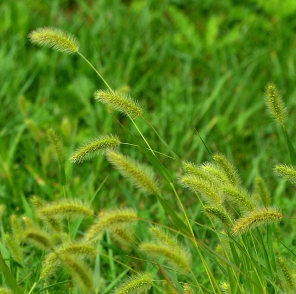 Yellow Foxtail, Setaria Glauca, Ornamental Grass, Plug Plant