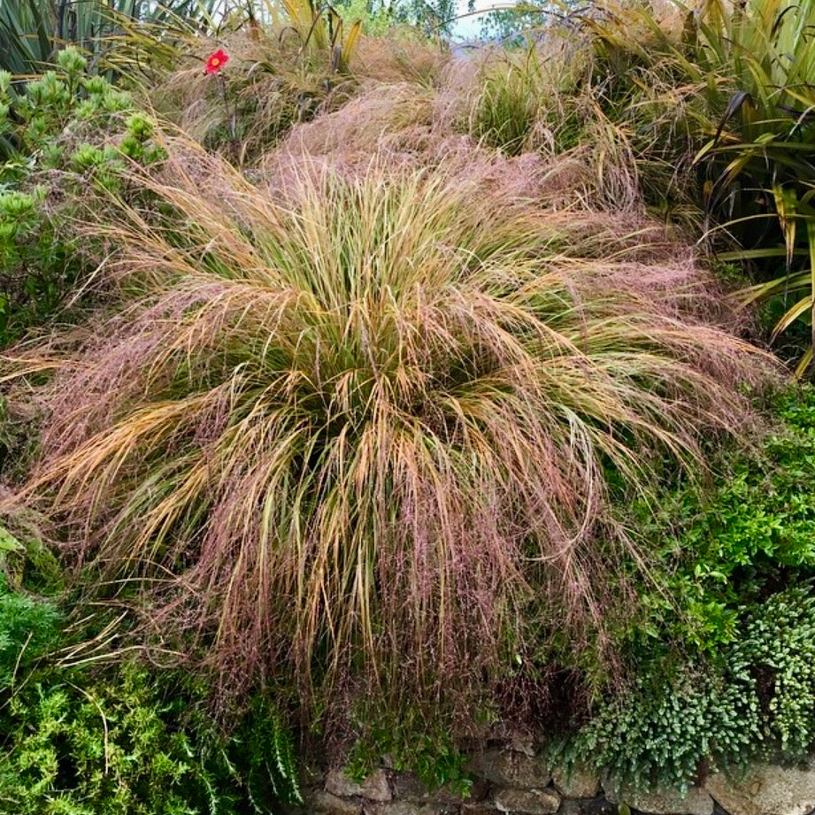 Pheasants Tails Achnatherum calamagrostis Stipa Arundinacea Ornamental Grass Plug Plant in Peat Free Compost