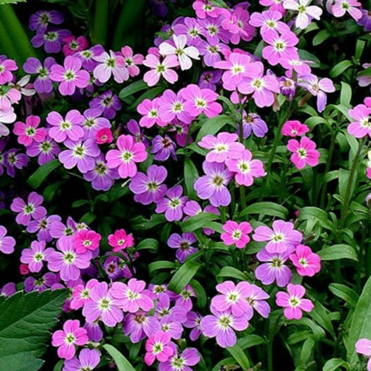 Virginia Stock, Cheiranthus Maritimus, Plug Plants, Purple, Bee and Wildlife Friendly, Cottage Garden
