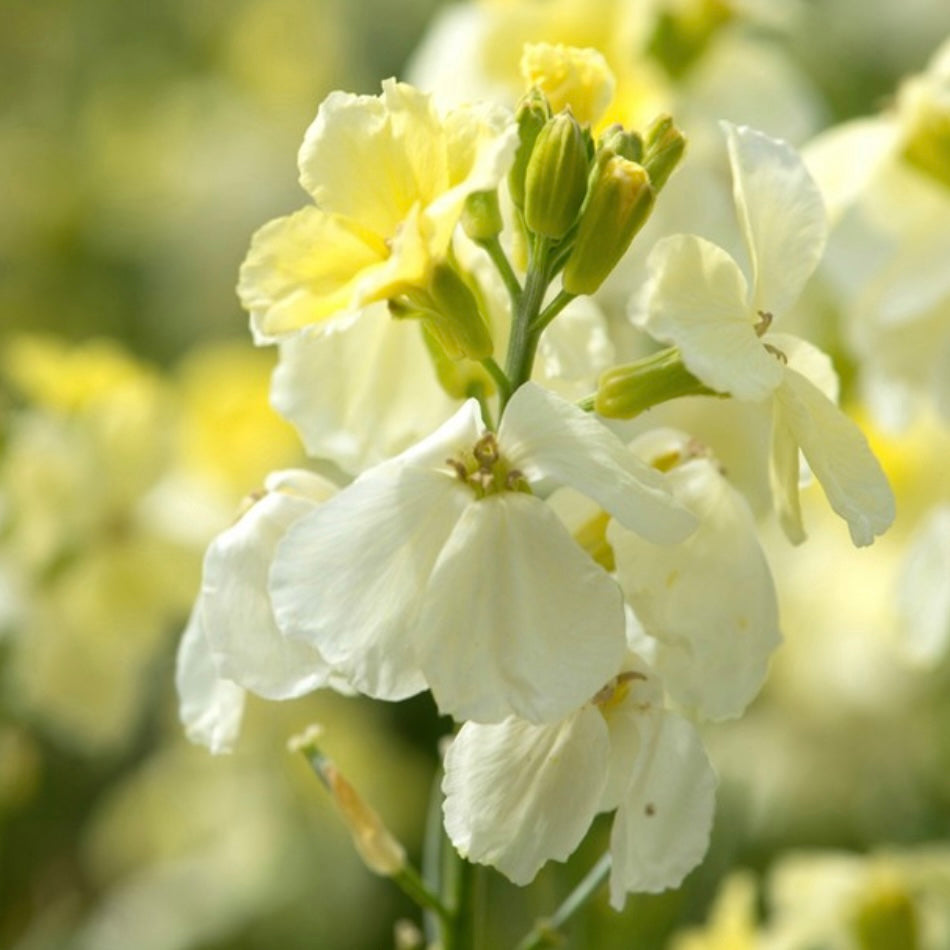 Wallflower Ivory Bedder, Erysimum Cheiri, Plug Plants, Cream, Bee and Wildlife Friendly, Cottage Garden, Cut Flowers