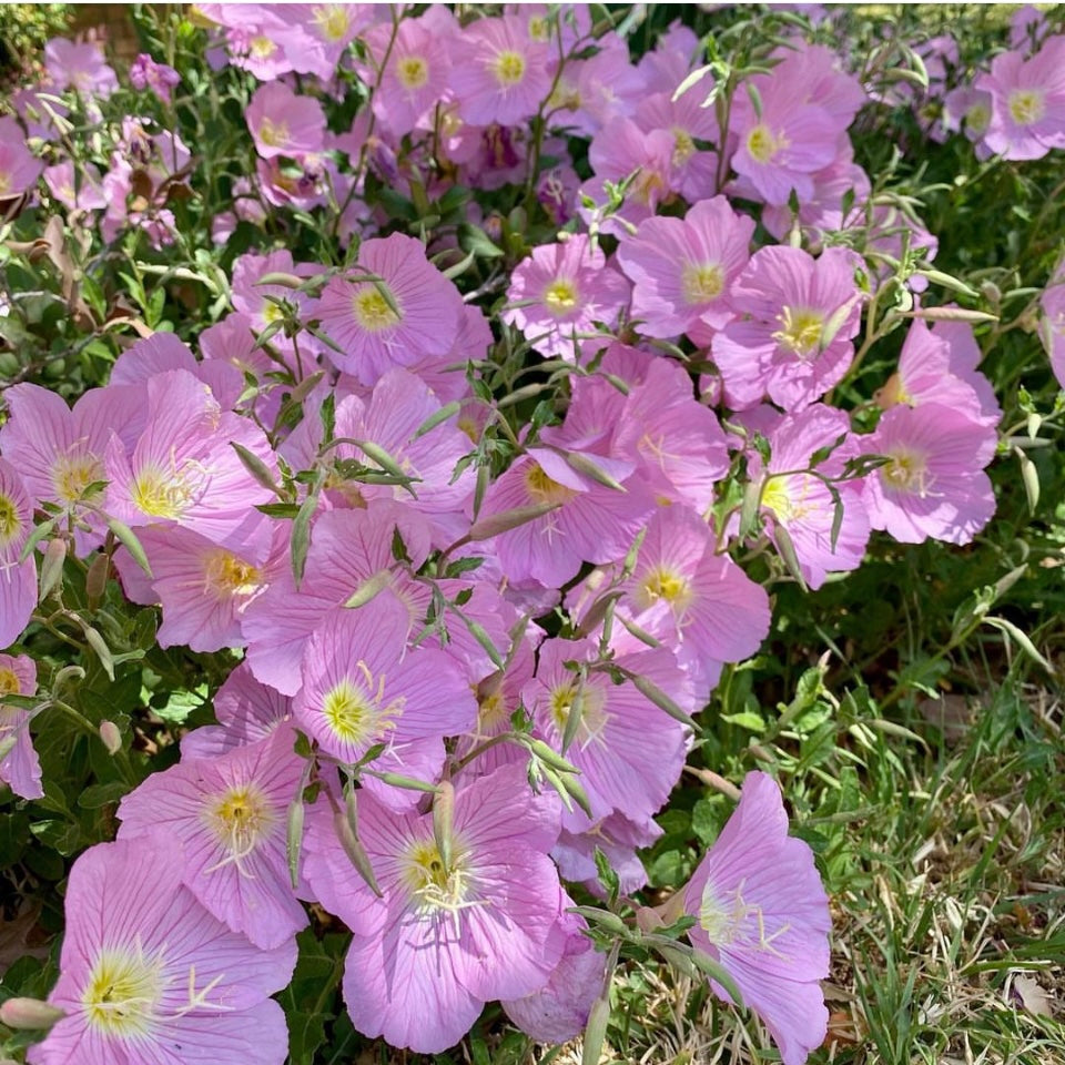 Showy Evening Primrose, Plug Plants, Wildlife Friendly, Cottage Garden