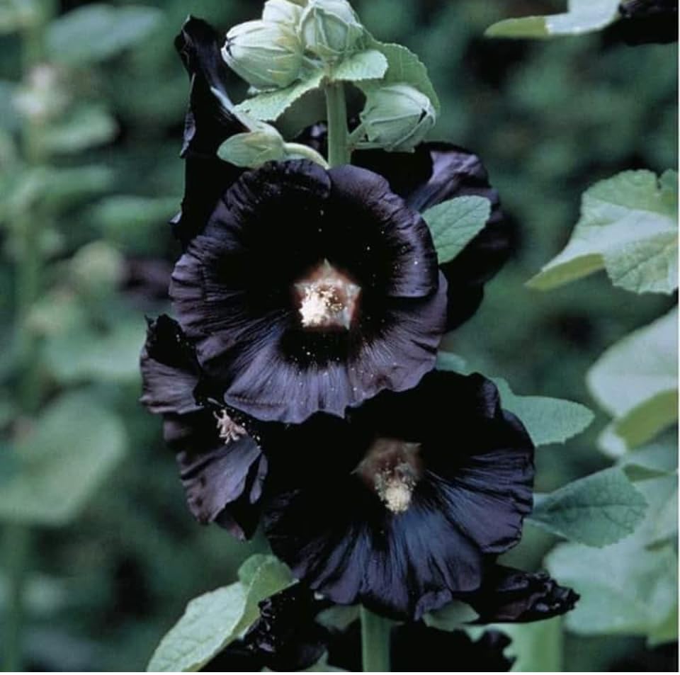 Hollyhock 'Nigra Black', Alcea, Plug Plants, Bee and Wildlife Friendly, Cottage Garden, Cut Flowers