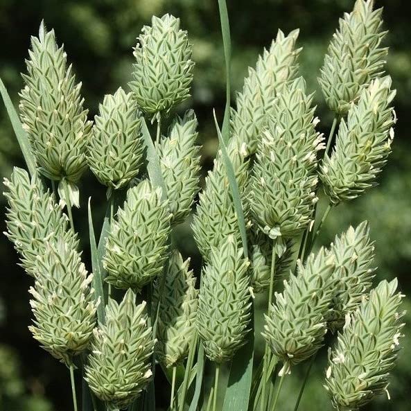 Phalaris Canariensis Canary Ornamental Grass Plug Plant in Peat Free Compost