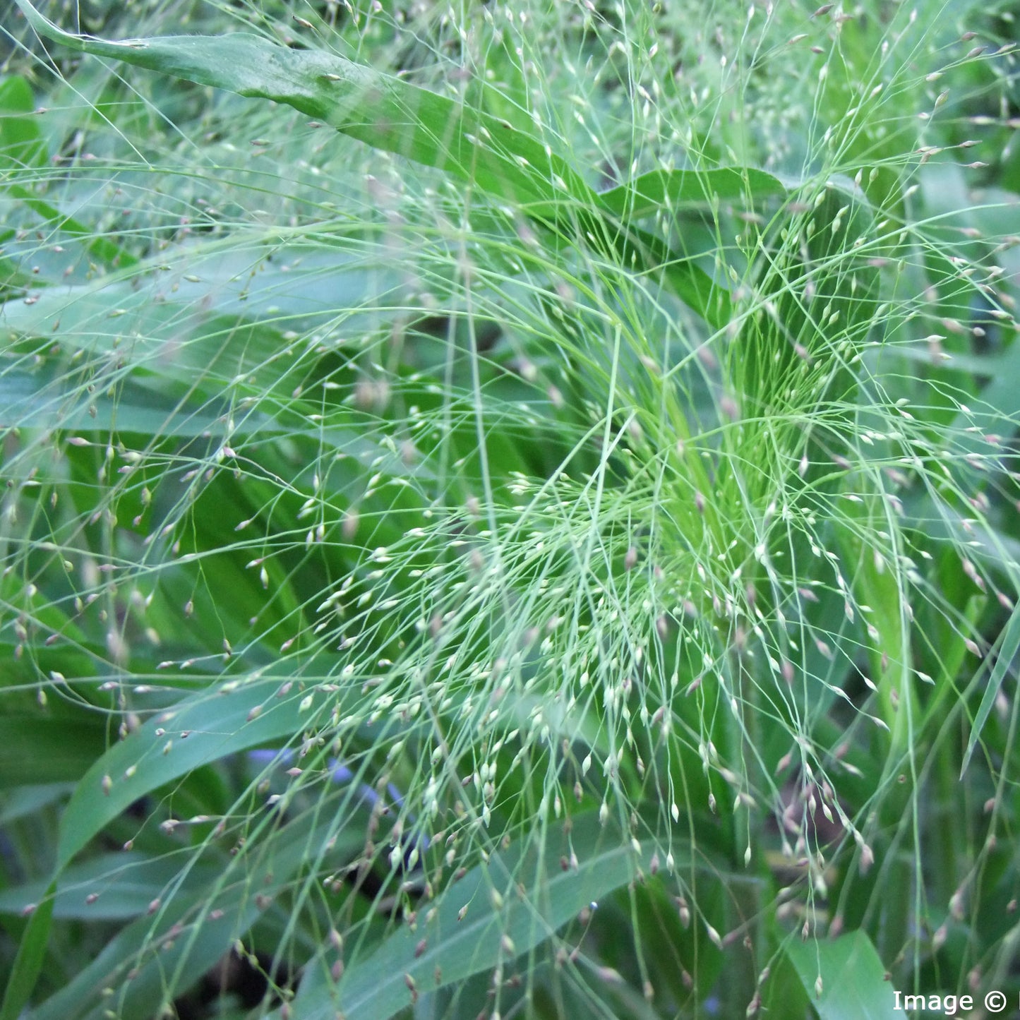 Panicum Elegans Sprinkles Ornamental Grass Plug Plants in Eco Pot