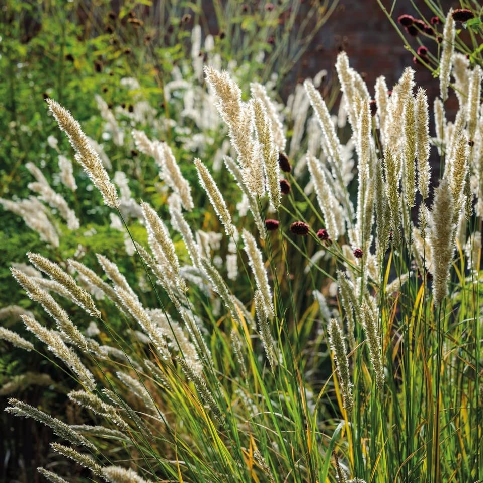 Melica Ciliata Silky-Spike Melic Grass Ornamental Grass Plug Plant