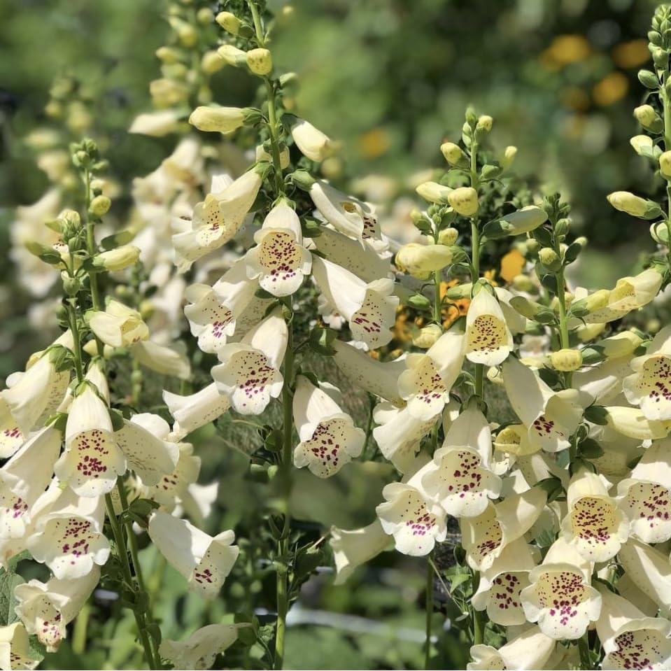 Digitalis Purpurea, Foxglove, Camelot Cream, Plug Plants, Bee and Wildlife Friendly, Cottage Garden Cut Flowers