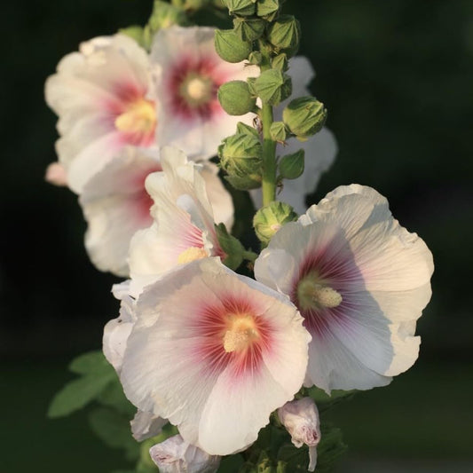 Althaea, Marsh Mallow, Pink, Plug Plants, Bee and Wildlife Friendly, Cottage Garden Cut Flowers