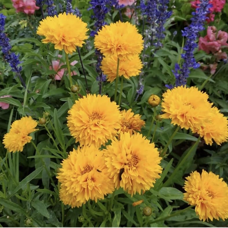 Coreopsis ‘Golden Globe’, Plug Plants, Yellow, Wildlife Friendly, Cottage Garden, Cut Flowers