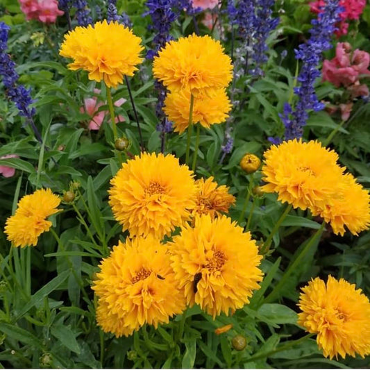 Coreopsis ‘Golden Globe’, Plug Plants, Yellow, Wildlife Friendly, Cottage Garden, Cut Flowers