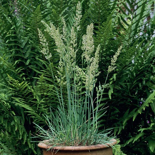 Koeleria Glauca Blue Hair Grass Ornamental Grass Plug Plant in Peat Free Compost