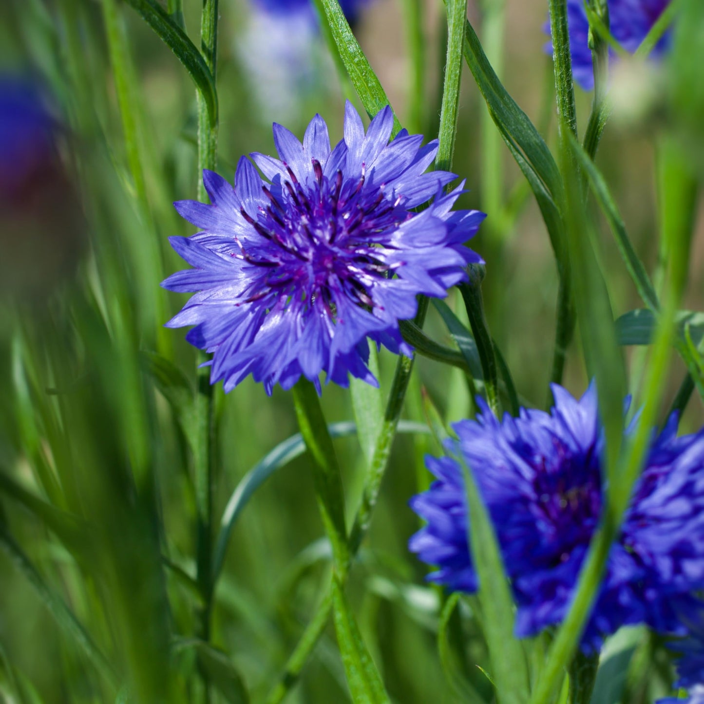 Cornflower Centaurea cyanus Blue Boy Plug Plants in Peat Free Compost Spring Colour
