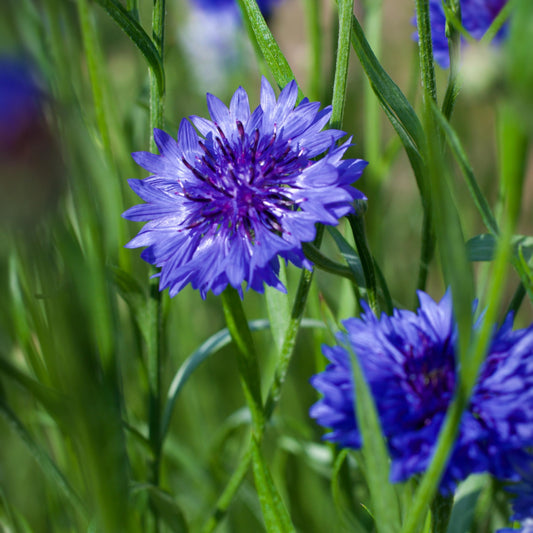 Cornflower Centaurea cyanus Blue Boy Plug Plants in Peat Free Compost Spring Colour
