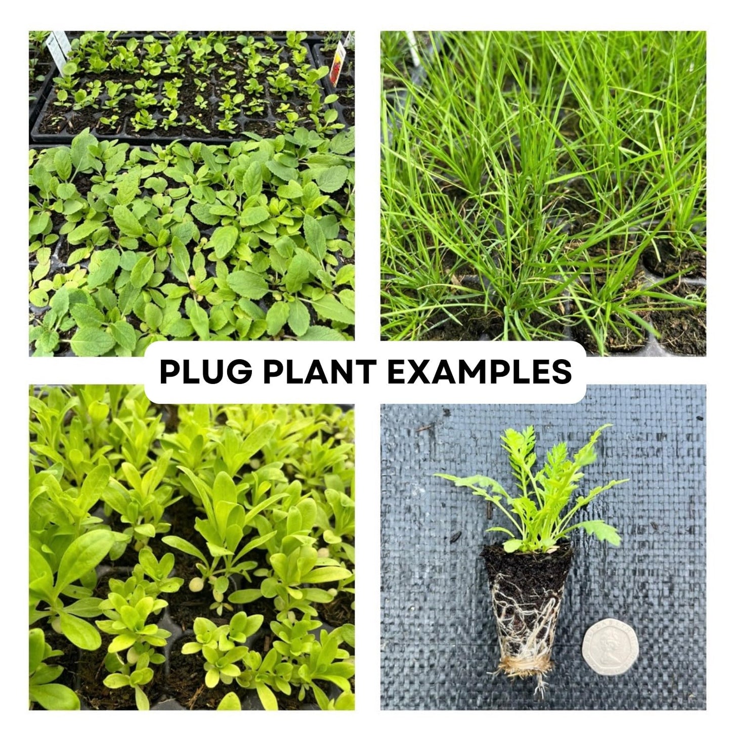 Briza Media Ornamental Grass Plug Plant Common Quaking Oat Grass