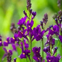 Linaria Maroccana Purlpe Toadflax Plug Plants in Peat Free Compost