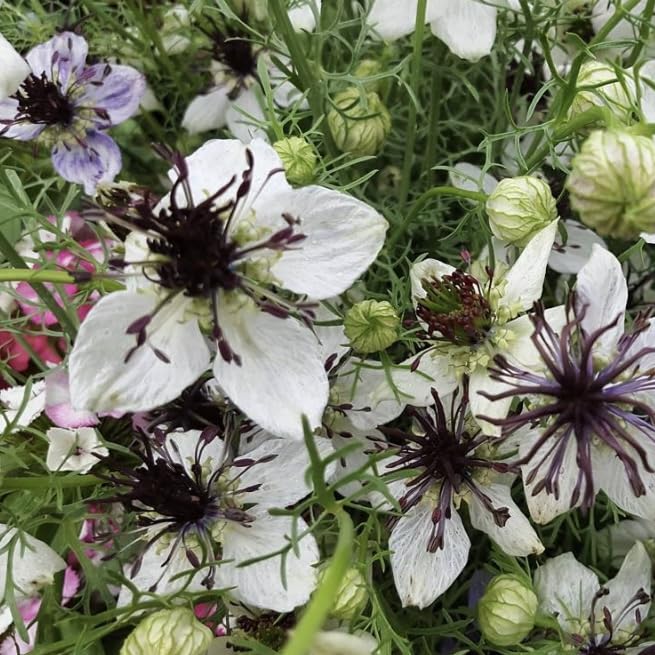 Love in A Mist ‘African Bride’, White, Nigella Papillosa, Plug Plants, Bee and Wildlife Friendly, Cottage Garden Cut Flowers