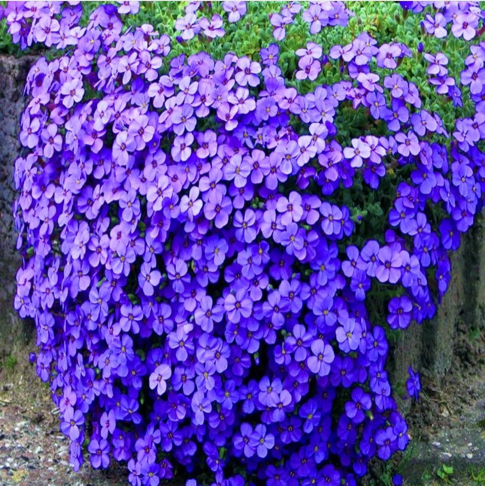 Aubretia Cascade Blue, Plug Plants, Bee and Wildlife Friendly, Cottage Garden, Cut Flowers