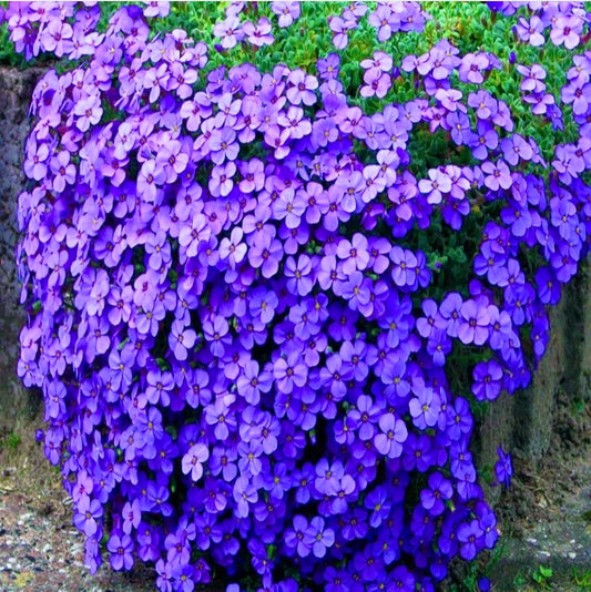 Aubretia Cascade Blue, Plug Plants, Bee and Wildlife Friendly, Cottage Garden, Cut Flowers