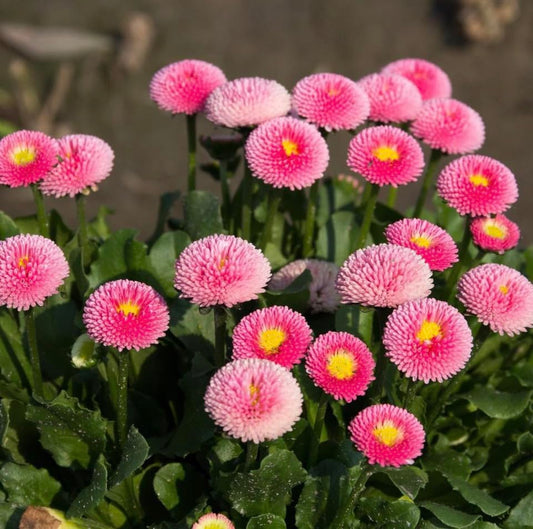 Bellis Perennis, Pomponette Pink, English Daisy, Plug Plants, Wildlife Friendly, Cottage Garden, Cut Flowers