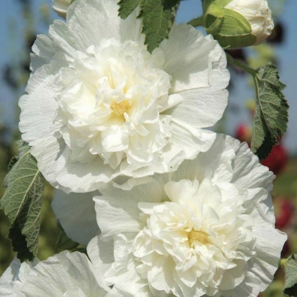 Alcea rosea, Hollyhock Chaters White, Plug Plants, Bee and Wildlife Friendly, Cottage Garden, Cut Flowers