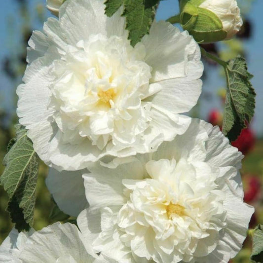Alcea rosea, Hollyhock Chaters White, Plug Plants, Bee and Wildlife Friendly, Cottage Garden, Cut Flowers
