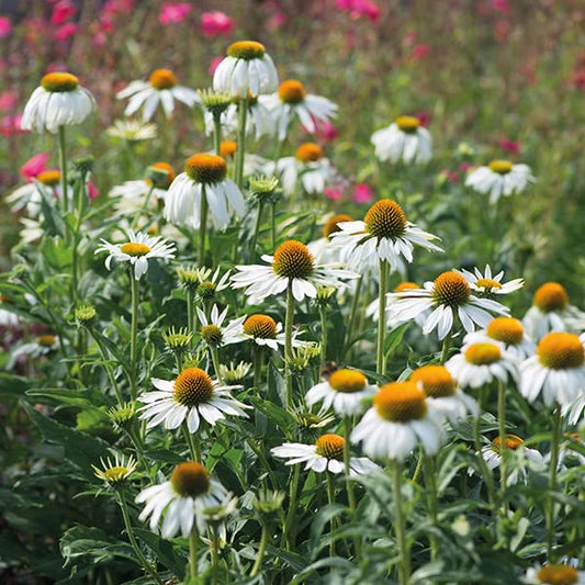 Echinacea White Swan, Coneflower, White, Plug Plants, Bee and Wildlife Friendly, Cottage Garden, Cut Flowers