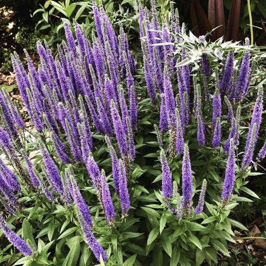 Veronica Spicata, Spike Speedwell, Plug Plants, Violet Blue, Wildlife Friendly, Cottage Garden, Cut Flowers