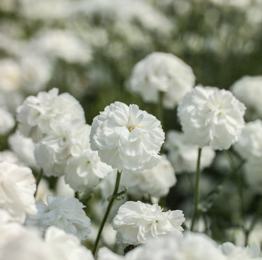 Achillea Ptarmica, White, Sneezewort, Plug Plants, Bee and Wildlife Friendly, Cottage Garden Cut Flowers