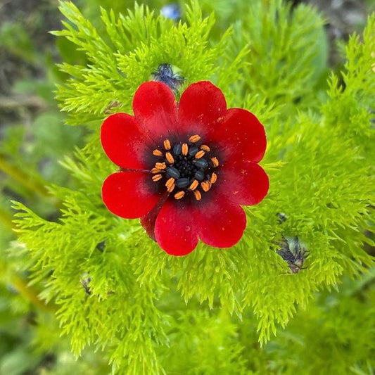 Pheasants Eye, Red, Plug Plants, Wildlife Friendly, Cottage Garden