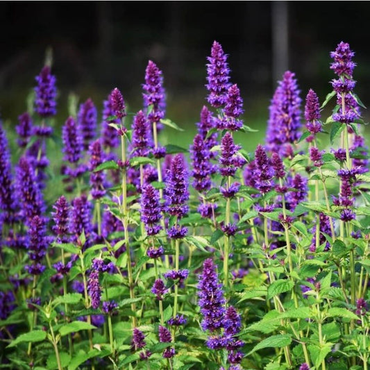 Agastache, Hyssop, Plug Plants, Purple, Wildlife Friendly, Cottage Garden, Cut Flowers
