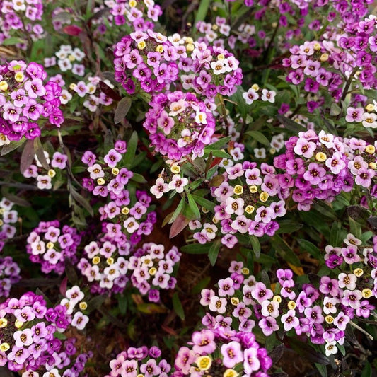 Alyssum Rosie O Day, Pink Plug Plants, Bee and Wildlife Friendly, Cottage Garden