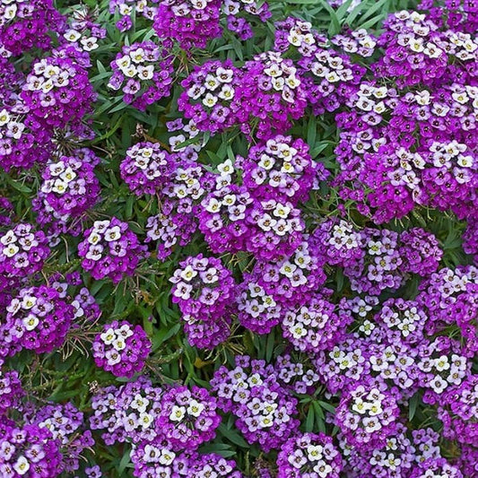Alyssum Royal Carpet, Violet Purple, Plug Plants, Bee and Wildlife Friendly, Cottage Garden