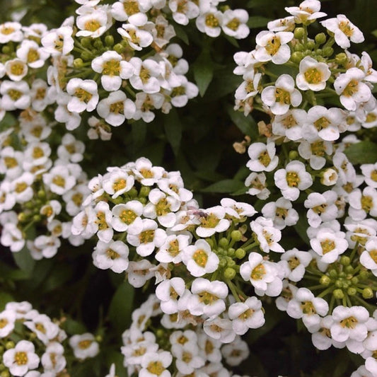 Alyssum Snowcloth, White Plug Plants, Bee and Wildlife Friendly, Cottage Garden