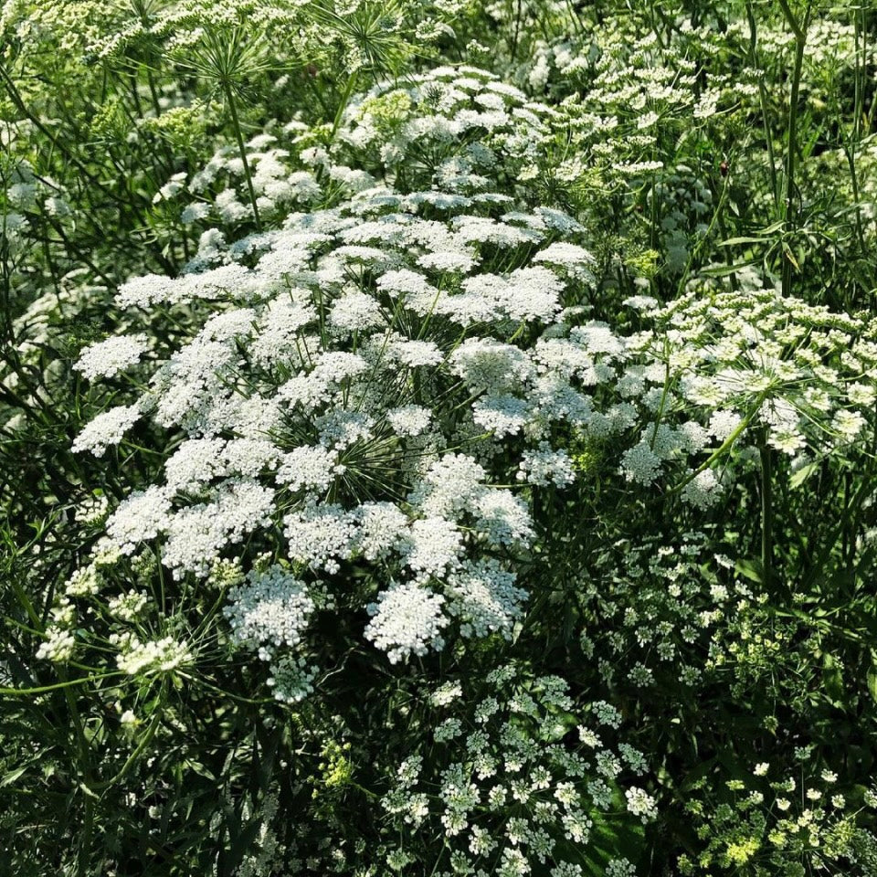 Ammi Majus, Bishops Flower, White Plug Plants, Wildlife Friendly, Cottage Garden, Cut Flowers